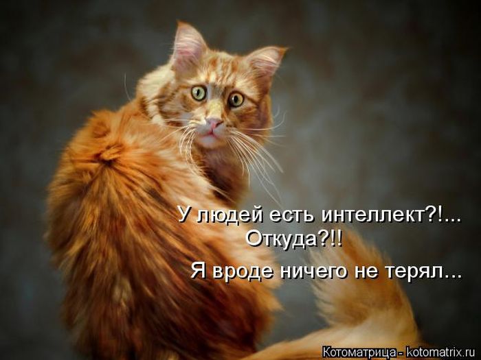 Лучшие котоматрицы недели