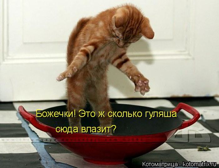 Лучшие котоматрицы недели