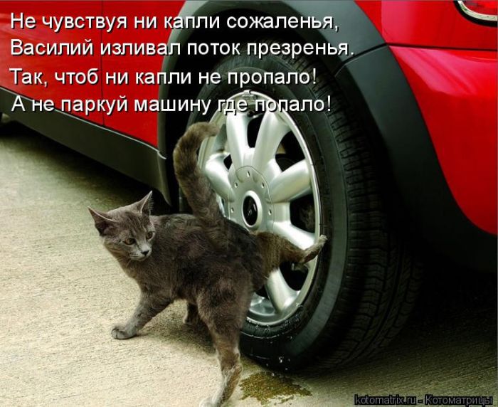 Лучшие котоматрицы недели
