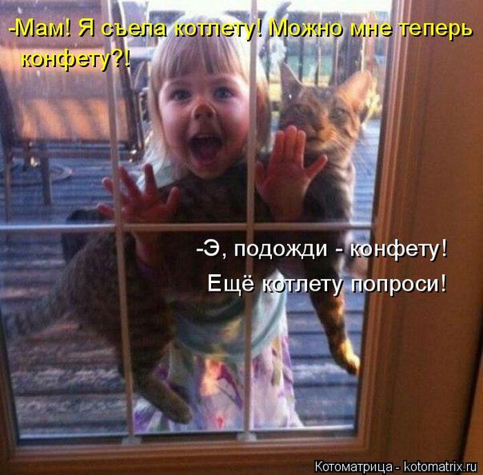 Лучшие котоматрицы недели