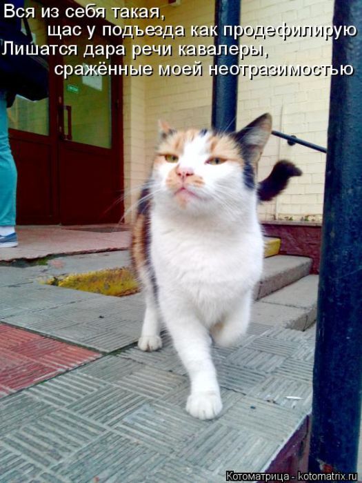 Лучшие котоматрицы недели