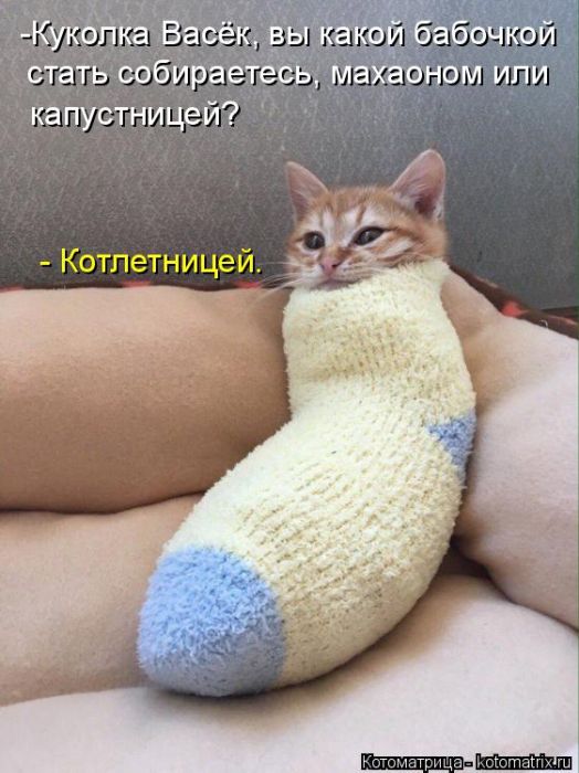 Лучшие котоматрицы недели