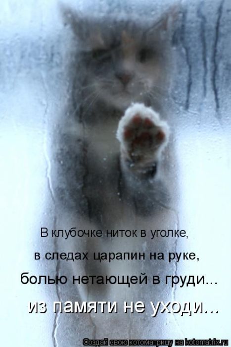 Лучшие котоматрицы недели
