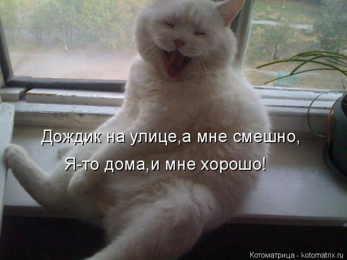 Лучшие котоматрицы недели