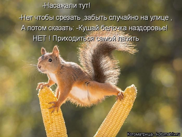 Лучшие котоматрицы недели
