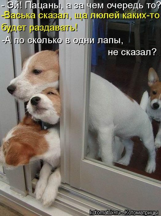 Лучшие котоматрицы недели