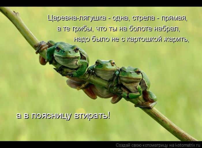 Лучшие котоматрицы недели