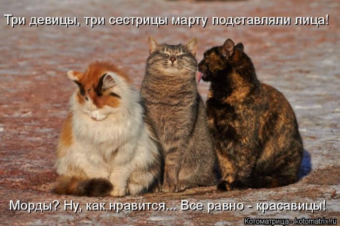 Лучшие котоматрицы недели