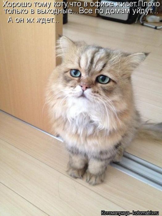 Лучшие котоматрицы недели