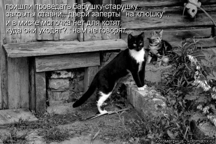 Лучшие котоматрицы недели