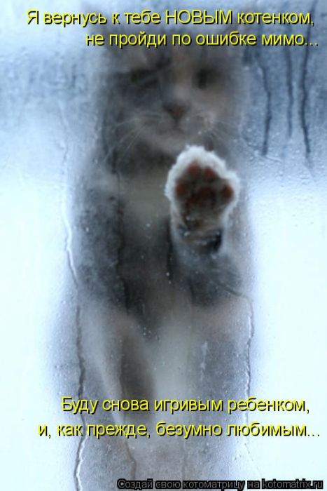 Лучшие котоматрицы недели