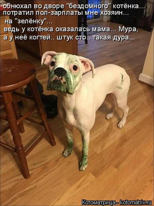 Лучшие котоматрицы недели