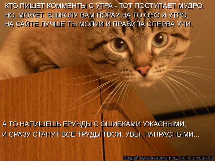 Лучшие котоматрицы недели