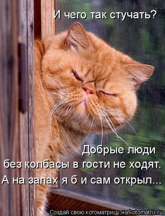 Лучшие котоматрицы недели