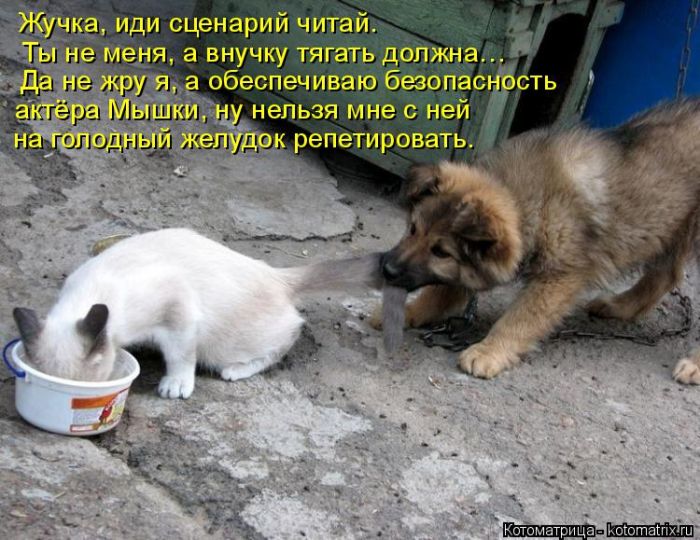 Лучшие котоматрицы недели