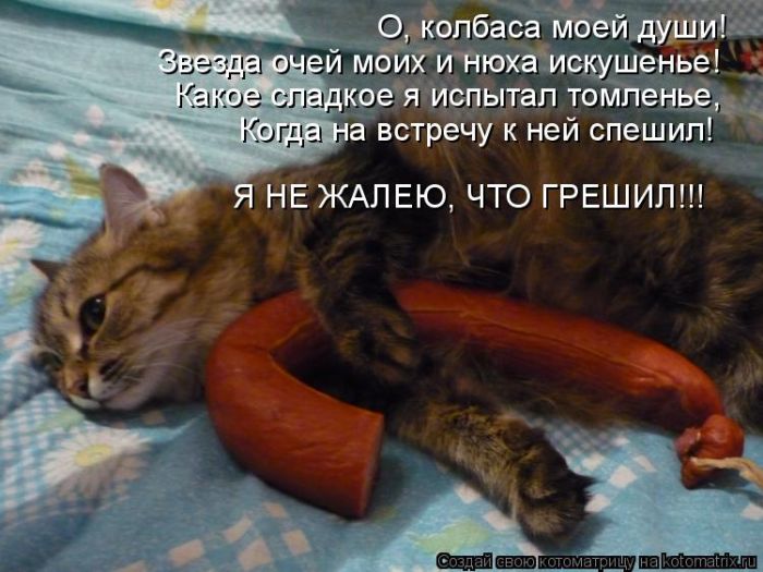 Лучшие котоматрицы недели