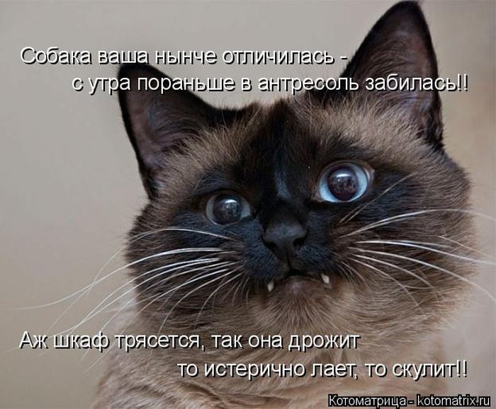 Лучшие котоматрицы недели