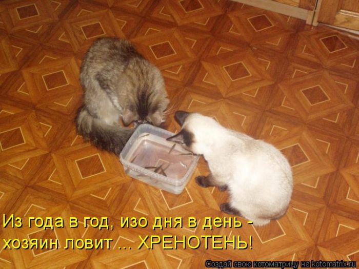 Лучшие котоматрицы недели
