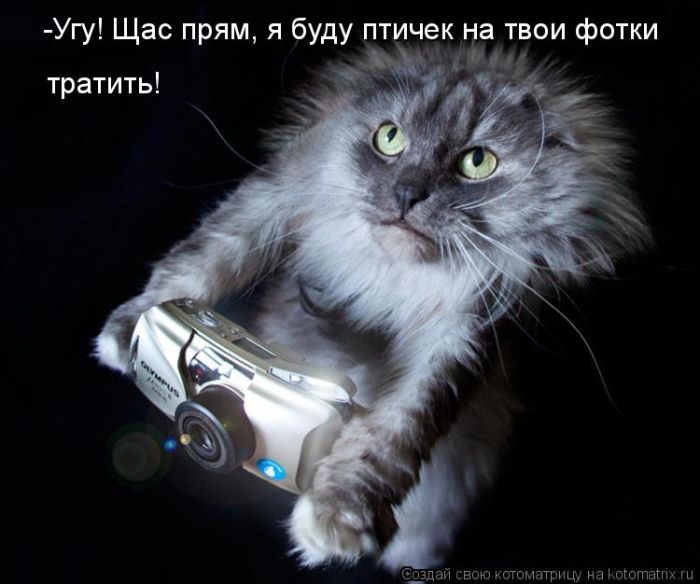 Лучшие котоматрицы недели