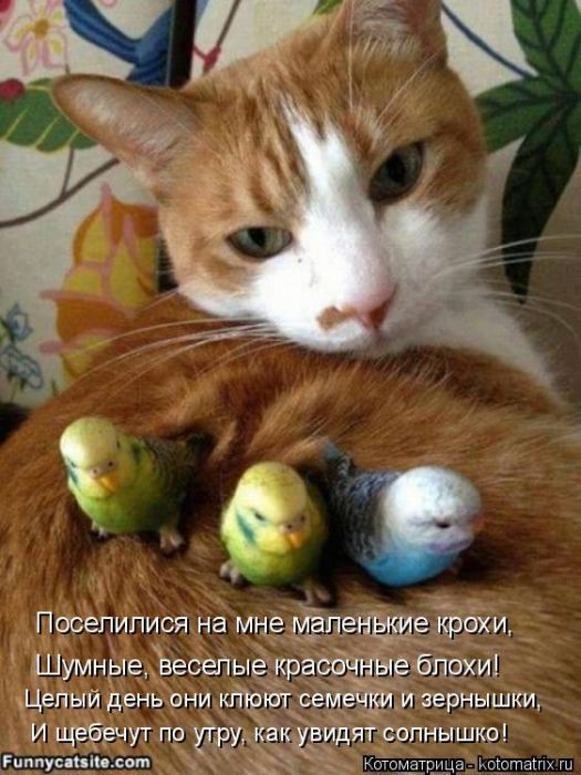Лучшие котоматрицы недели