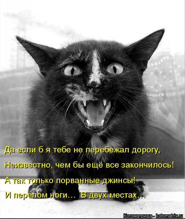 Лучшие котоматрицы недели