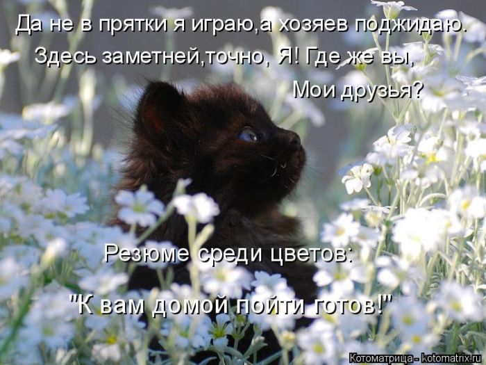 Лучшие котоматрицы недели