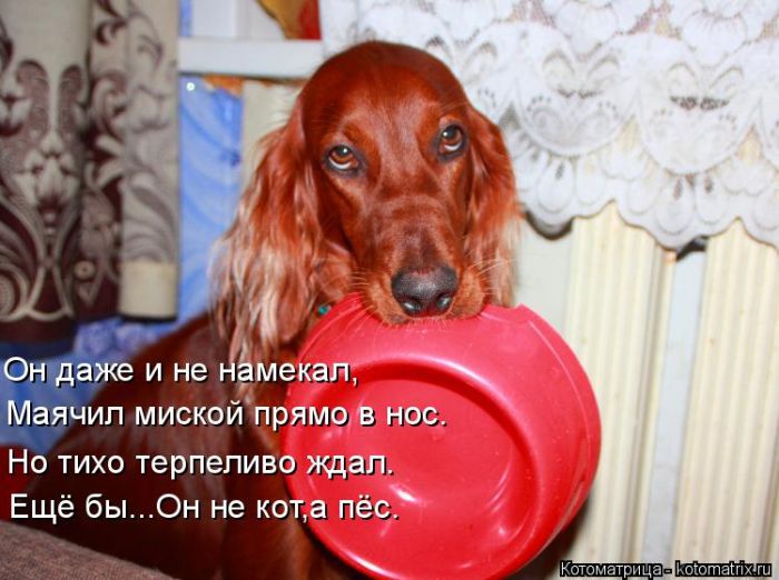 Лучшие котоматрицы недели