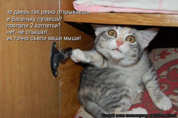 Лучшие котоматрицы недели