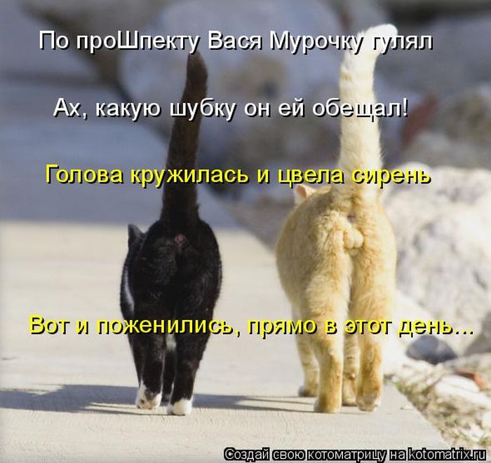 Лучшие котоматрицы недели