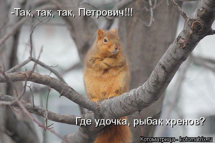 Лучшие котоматрицы недели