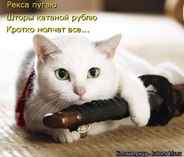 Лучшие котоматрицы недели