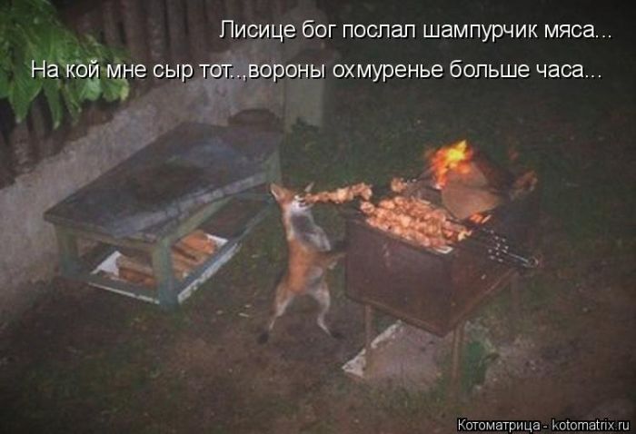 Лучшие котоматрицы недели