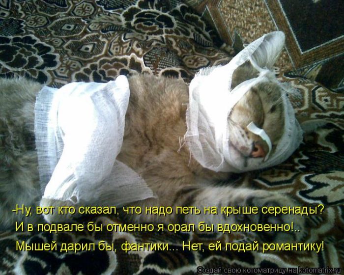 Лучшие котоматрицы недели