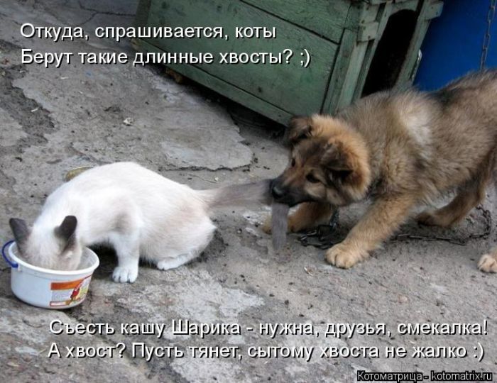 Лучшие котоматрицы недели