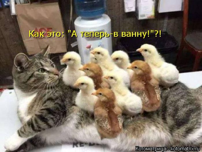 Лучшие котоматрицы недели