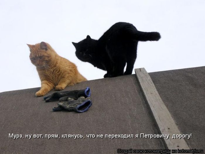 Лучшие котоматрицы недели