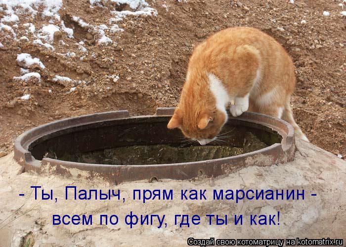 Лучшие котоматрицы недели