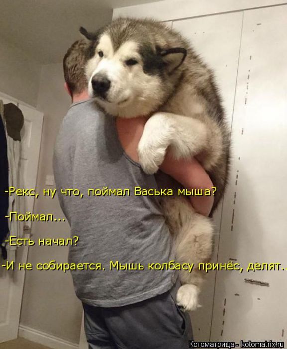 Лучшие котоматрицы недели