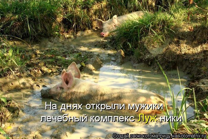 Лучшие котоматрицы недели