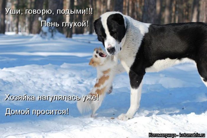 Лучшие котоматрицы недели