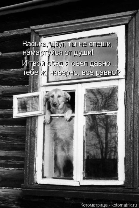 Лучшие котоматрицы недели