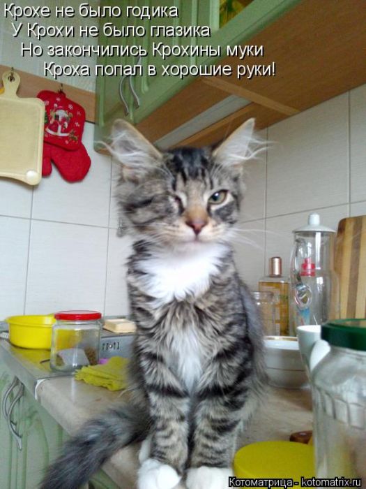Лучшие котоматрицы недели