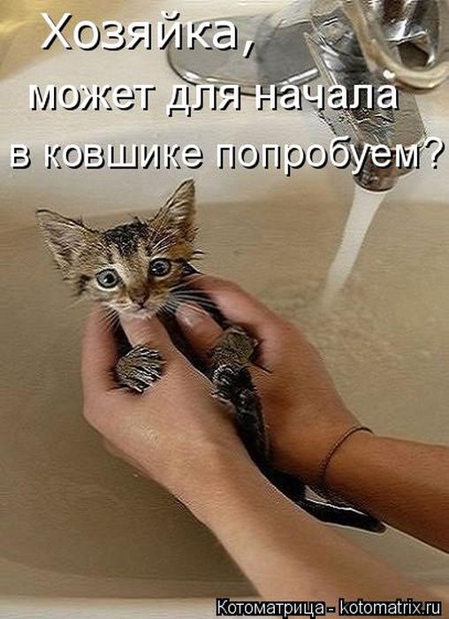 Лучшие котоматрицы недели