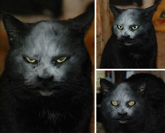 Странные коты