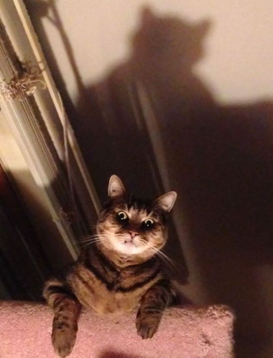 Странные коты
