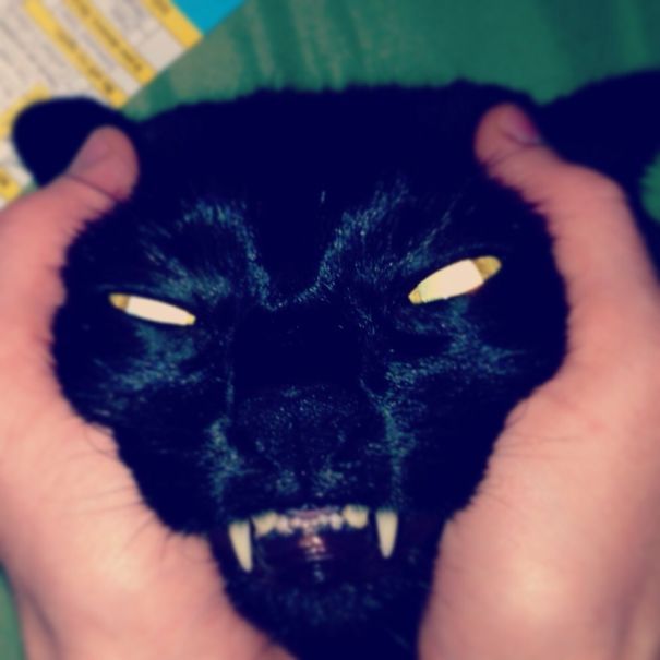 Странные коты