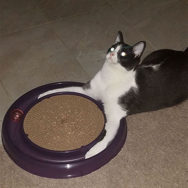 Странные коты