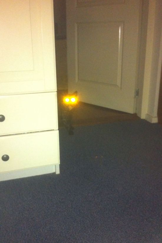 Странные коты
