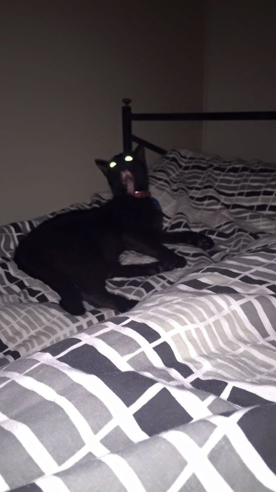 Странные коты