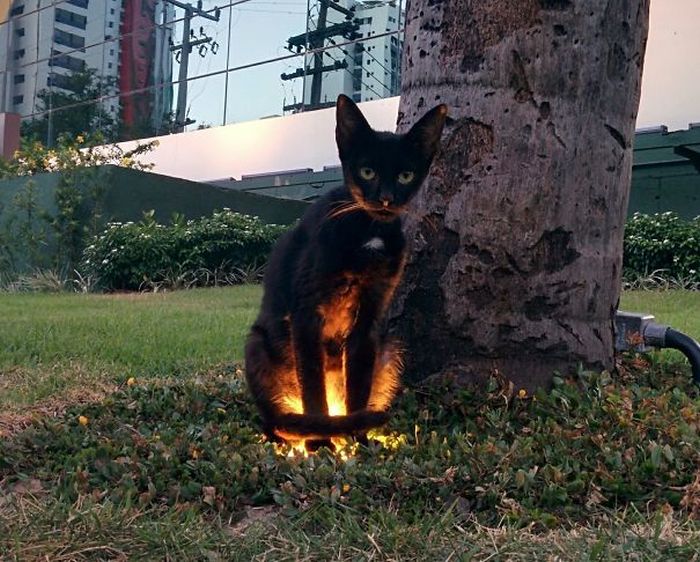 Странные коты